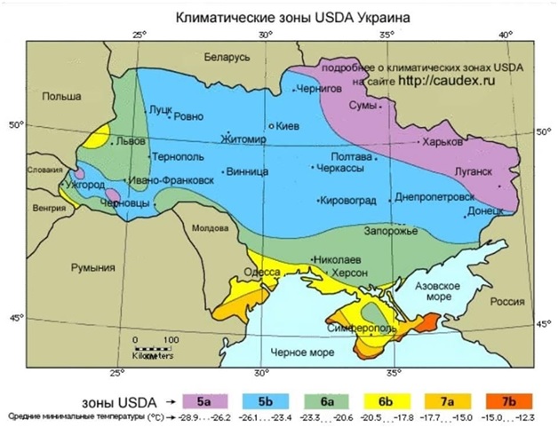 Розширюємо асортимент деревних рослин для парків і садів. Частина 1. Хвойні дерева та кущі