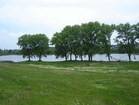 Тополя чорна біля водойми