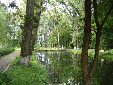 Старі дерева тополі чорної біля ставка в парку «Самчики»