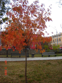 Горобина