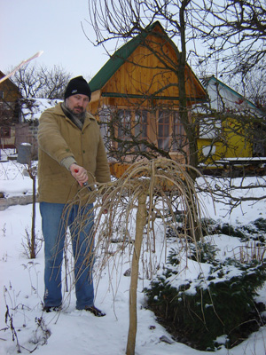 Шовковиця