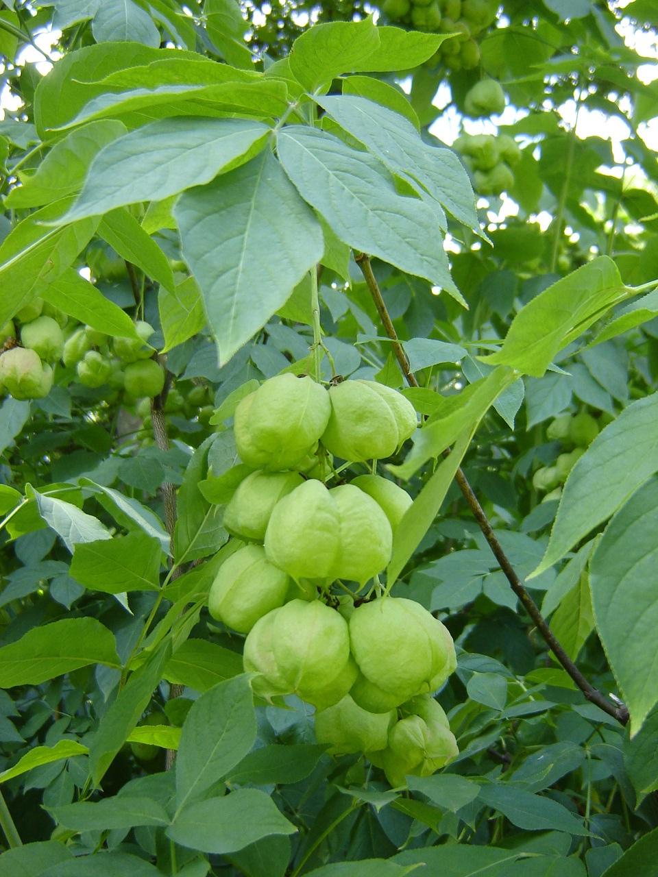 Клека́чка