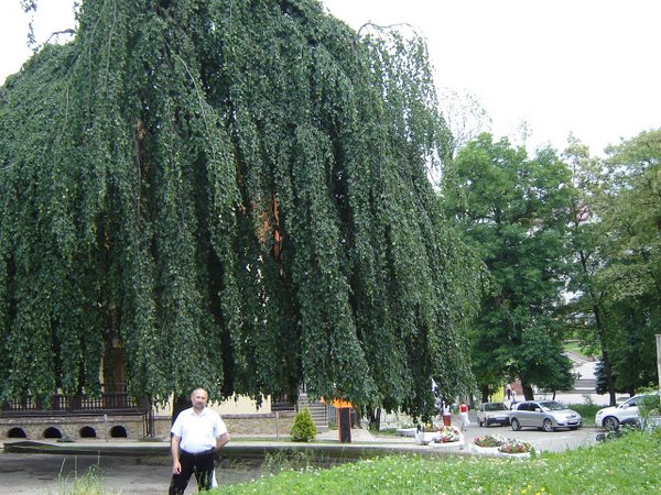 Декоративні форми листяних дерев та кущів з плакучою формою крони