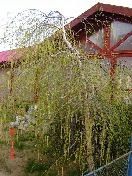 Декоративні форми листяних дерев та кущів з плакучою формою крони