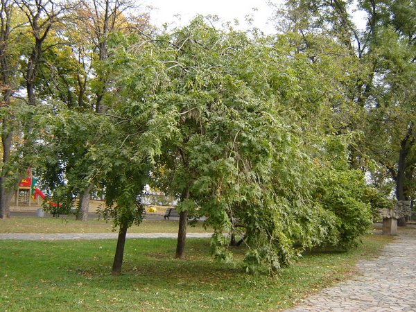 Декоративні форми листяних дерев та кущів з плакучою формою крони