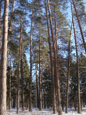 Сосни – різноманітність видів і сортів, особливості догляду