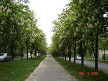 Каштанова алея