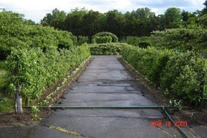 Яблуня