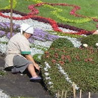 Сезонний календар робіт на червень