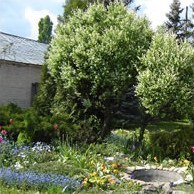 Декоративні групи з дерев і кущів в озелененні