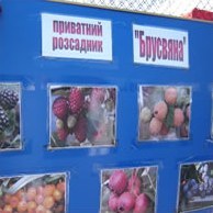 Розплідники декоративних рослин – як об’єкти приватного бізнесу