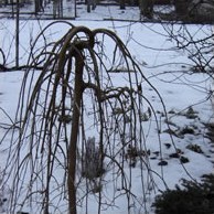 Щеплення – складно, але цілком можливо.