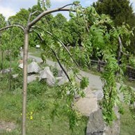 Щеплення – складно, але цілком можливо.