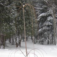 Щеплення – складно, але цілком можливо.