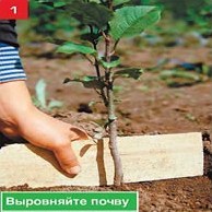 Щеплення – складно, але цілком можливо. Частина_2. Окулировка.