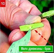 Щеплення &ndash; складно, але цілком можливо. Частина 2. Окулировка.