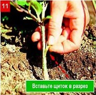 Щеплення &ndash; складно, але цілком можливо. Частина 2. Окулировка.