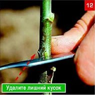 Щеплення &ndash; складно, але цілком можливо. Частина 2. Окулировка.