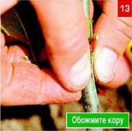 Щеплення &ndash; складно, але цілком можливо. Частина 2. Окулировка.