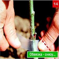 Щеплення &ndash; складно, але цілком можливо. Частина 2. Окулировка.