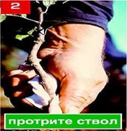 Щеплення &ndash; складно, але цілком можливо. Частина 2. Окулировка.