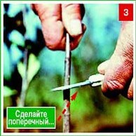 Щеплення &ndash; складно, але цілком можливо. Частина 2. Окулировка.