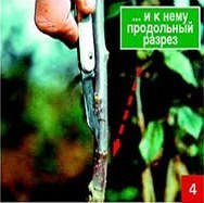 Щеплення &ndash; складно, але цілком можливо. Частина 2. Окулировка.