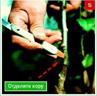 Щеплення &ndash; складно, але цілком можливо. Частина 2. Окулировка.