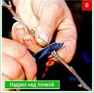 Щеплення &ndash; складно, але цілком можливо. Частина 2. Окулировка.