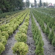 Вибір посадкового матеріалу?