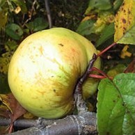 Сезонний календар робіт на вересень