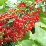 Сезонний календар робіт на грудень