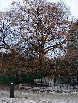 Зелені патріархи Києва