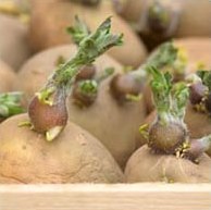 Сезонний календар робіт на березень